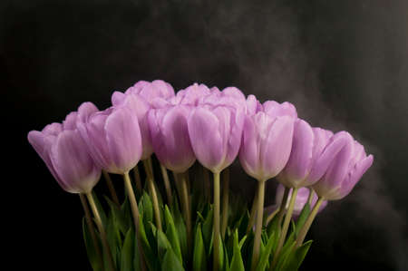 A bouquet of purple tulips on a black background.の写真素材