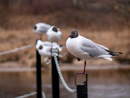 Gulls on the railing of the bridge.