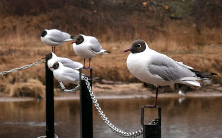 Gulls on the railing of the bridge.の写真素材