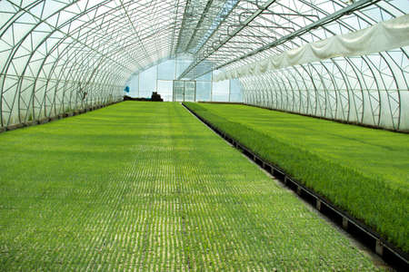 Young plants for forest restoration. Green seedlings of coniferous trees. A greenhouse for growing plants and trees. A modern large greenhouse with spruce and pine seedlings.の写真素材