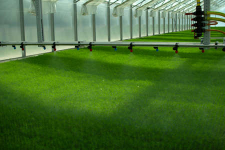 A greenhouse for growing plants and trees. Irrigation technology in the greenhouse.の写真素材