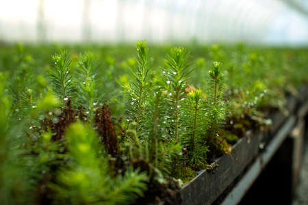 Green seedlings of coniferous trees. A greenhouse for growing plants and trees.の写真素材
