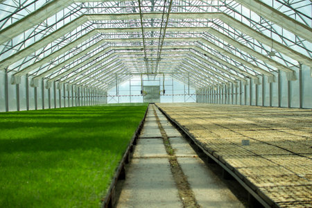 Green seedlings of coniferous trees. A greenhouse for growing plants and trees.の写真素材