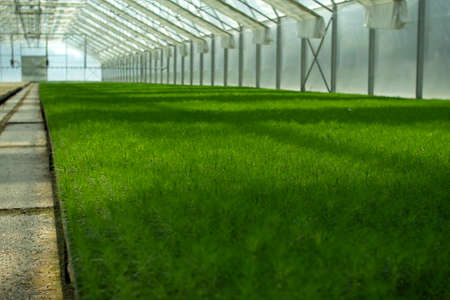 Green seedlings of coniferous trees. A greenhouse for growing plants and trees.の写真素材