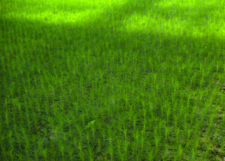 Green seedlings of coniferous trees. A greenhouse for growing plants and trees.の写真素材