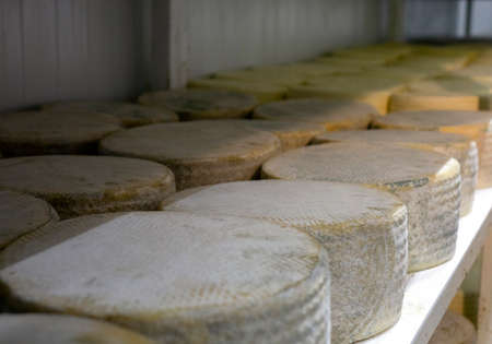 Shelves with aged cheeses. Cheese row