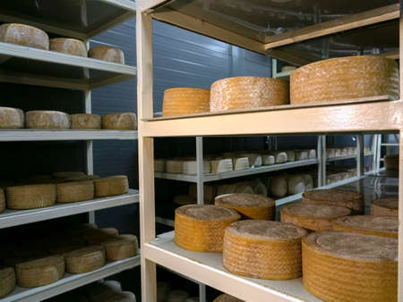 Shelves with aged cheeses. Cheese row