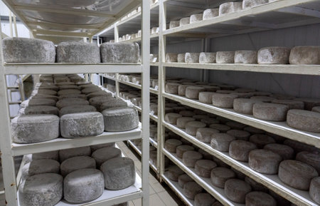 Shelves with aged cheeses. Cheese rowの写真素材