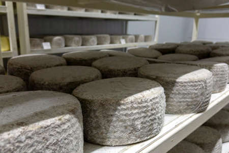Shelves with aged cheeses. Cheese rowの写真素材