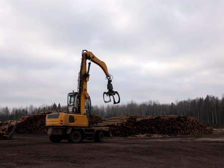A large loader of logs at a sawmill of coniferous trees