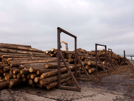 Freshly cut pine logs at a sawmill. Forestryの写真素材