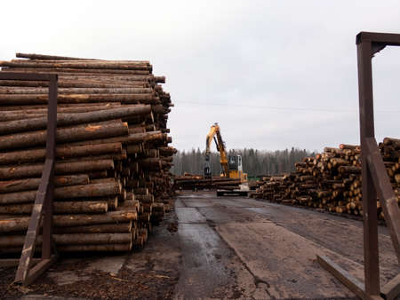 Freshly cut pine logs at a sawmill. Forestryの写真素材