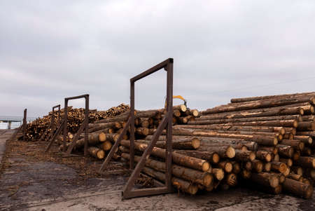 Freshly cut pine logs at a sawmill. Forestryの写真素材