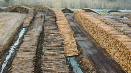 Freshly cut pine logs at a sawmill. Forestryの写真素材