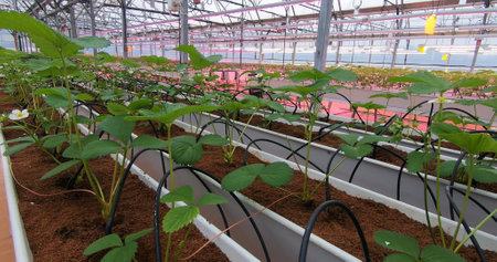 Growing strawberries in greenhouses. A modern greenhouse for the production of organic fruits.の写真素材