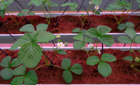 Growing strawberries in greenhouses. A modern greenhouse for the production of organic fruits.の写真素材
