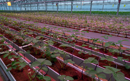 Growing strawberries in greenhouses. A modern greenhouse for the production of organic fruits.の写真素材