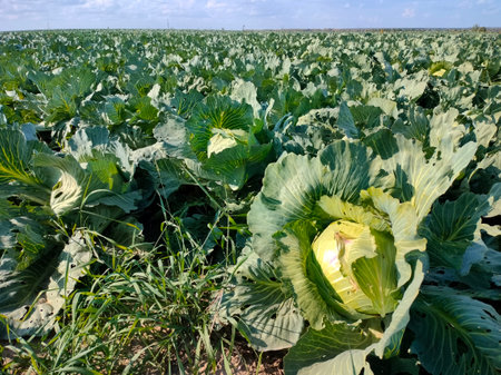 Cabbage ripens in a farmers field. An environmentally friendly vegetable.の写真素材