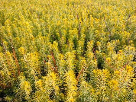 Young plants for forest restoration. Green seedlings of coniferous trees.の写真素材