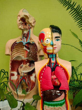 Two human anatomical skeletons as models for studying in medicine and education.