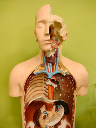 Human anatomical model for studying in medicine and educationの写真素材