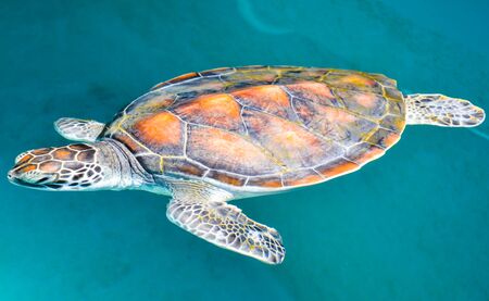 sea turtle under water in maldive islandの写真素材