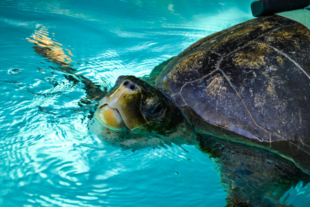 sea ??turtle