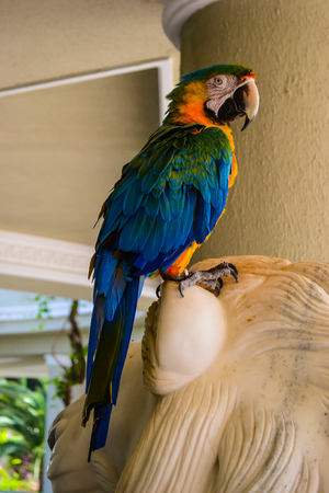 Ara parrot sitting on statueの写真素材