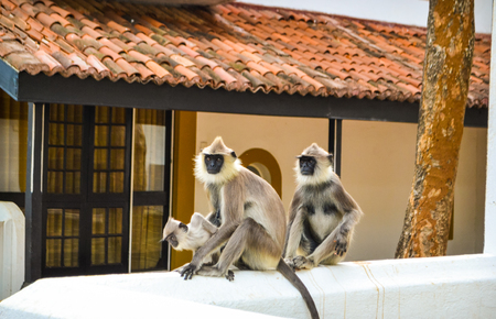 Travel in Sri Lanka. Wildlife on Ceylonの写真素材