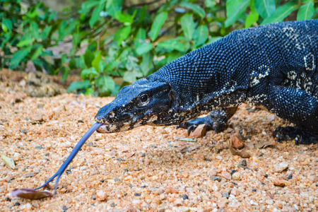 Travel in Sri Lanka. Wildlife on Ceylonの写真素材