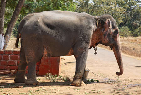 Elephant  in the Ponda. Goa. India