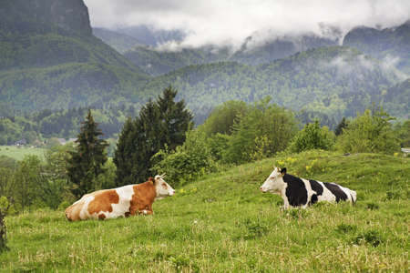 Mountain near Zasip village. Sloveniaの写真素材