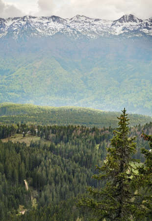 Landscape near Pokljuka Plateau. Sloveniaの写真素材