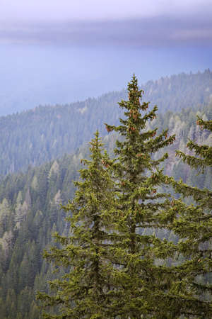 Planina Konjscica. Julian Alps. Slovenia