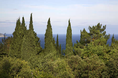 Park in Livadia. Crimea. Ukraineのeditorial素材