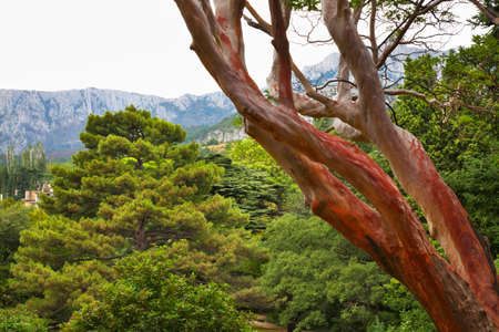 Landscape near Alupka. Crimea. Ukraineの写真素材