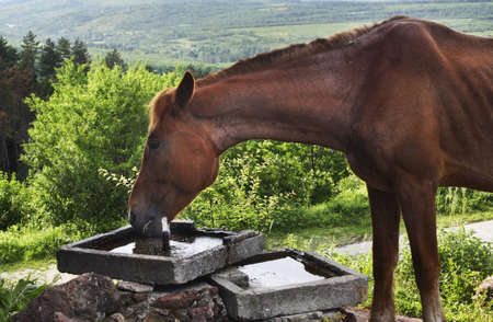 Horse near Fortress in Belogradchik. Bulgariaの写真素材