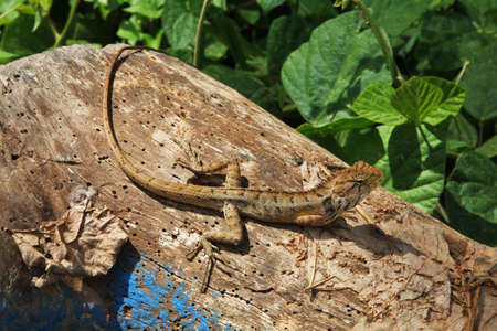 Lizard in Karon. Phuket province. Thailand