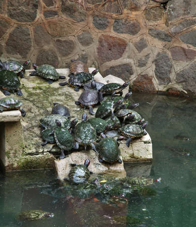 Pond in Jade Emperor Pagoda - Chua Ngoc Hoang. Ho Chi Minh. Vietnamの写真素材