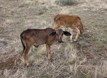 Farm near Trinidad. Cubaの写真素材