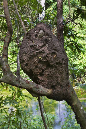Termitary in Natural Park El Cubano near Trinidad. Cuba