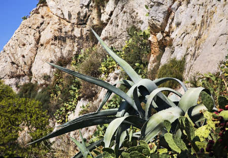 Cactus on Mount Lycabettus in Athens. Greeceの写真素材
