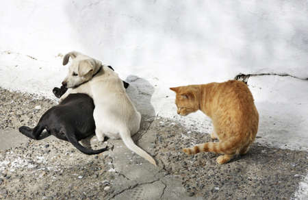 Dogs and cat in Palaiokastritsa. Greeceの写真素材