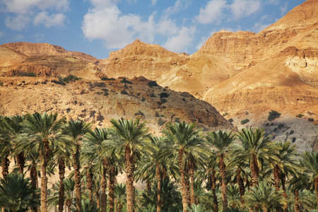 Mountain near Ein Gedi. Israelの写真素材