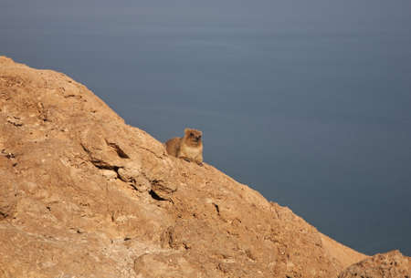 Rock hyrax in Ein Gedi national park. Israelの写真素材