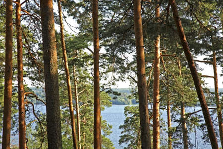 Forest in Tampere. Finlandの写真素材