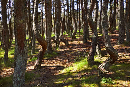 Dancing forest at Curonian Spit. Kaliningrad Oblast. Russiaの写真素材