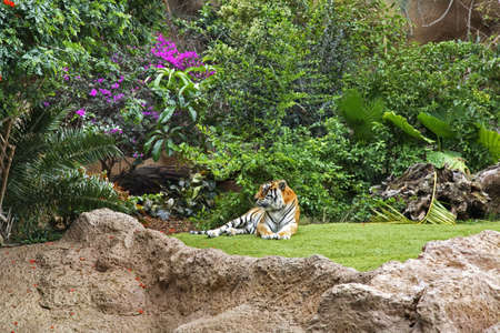 Tiger in Loro Park in Puerto de la Cruz. Tenerife. Spainの写真素材