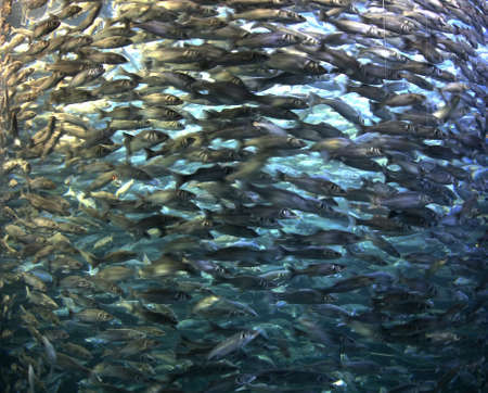 Aquarium in Loro Park in Puerto de la Cruz. Tenerife. Spain