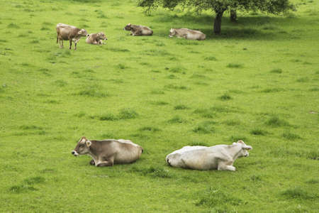 Pasture near Tolmin. Slovenia